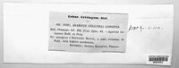 Xerula pudens image
